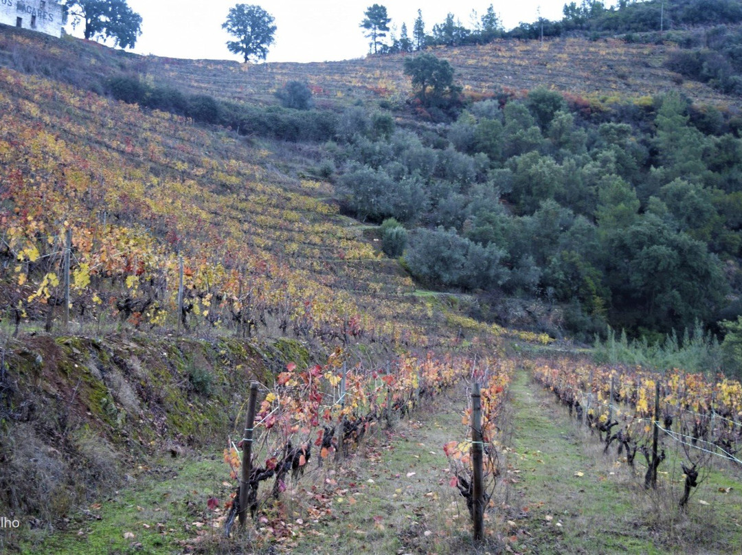Casa dos Lagares - Vinhos Fragulho-Sanfins do Douro必去景点