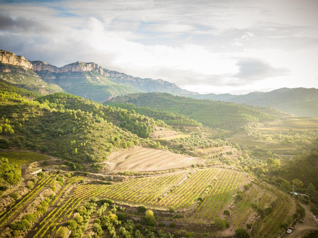 Celler Terra Dominicata - DOQ PRIORAT景点图片