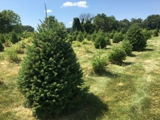 Millers Christmas Tree Farm景点图片