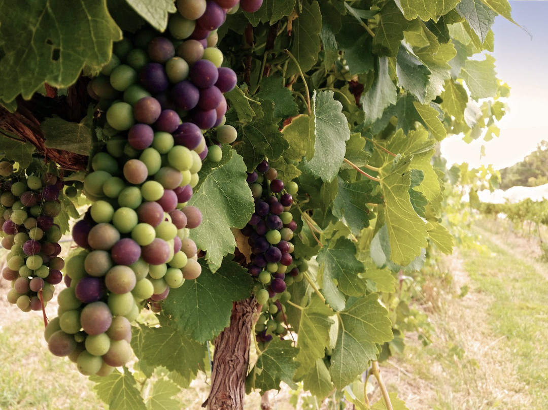 Fernfield Wines景点图片