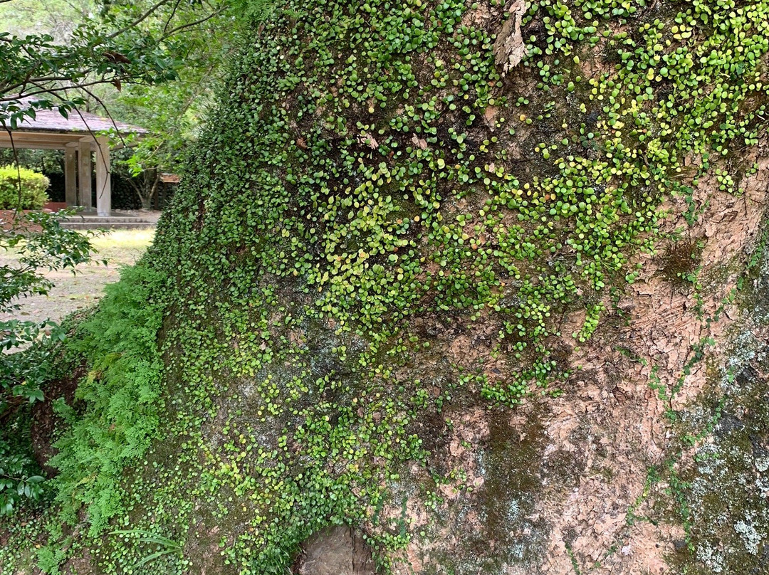 Tsuma Shrine-西都市必去景点