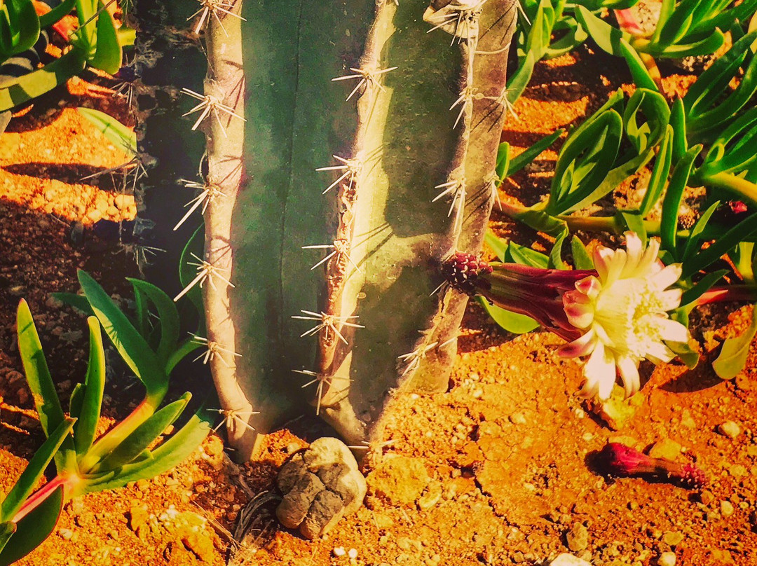 Montrigo Oasi-博阿维斯塔必去景点