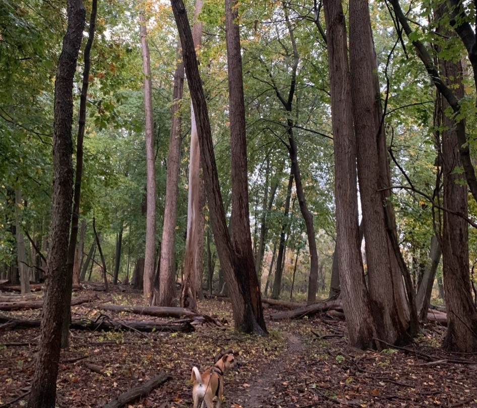 Black Creek Park景点图片