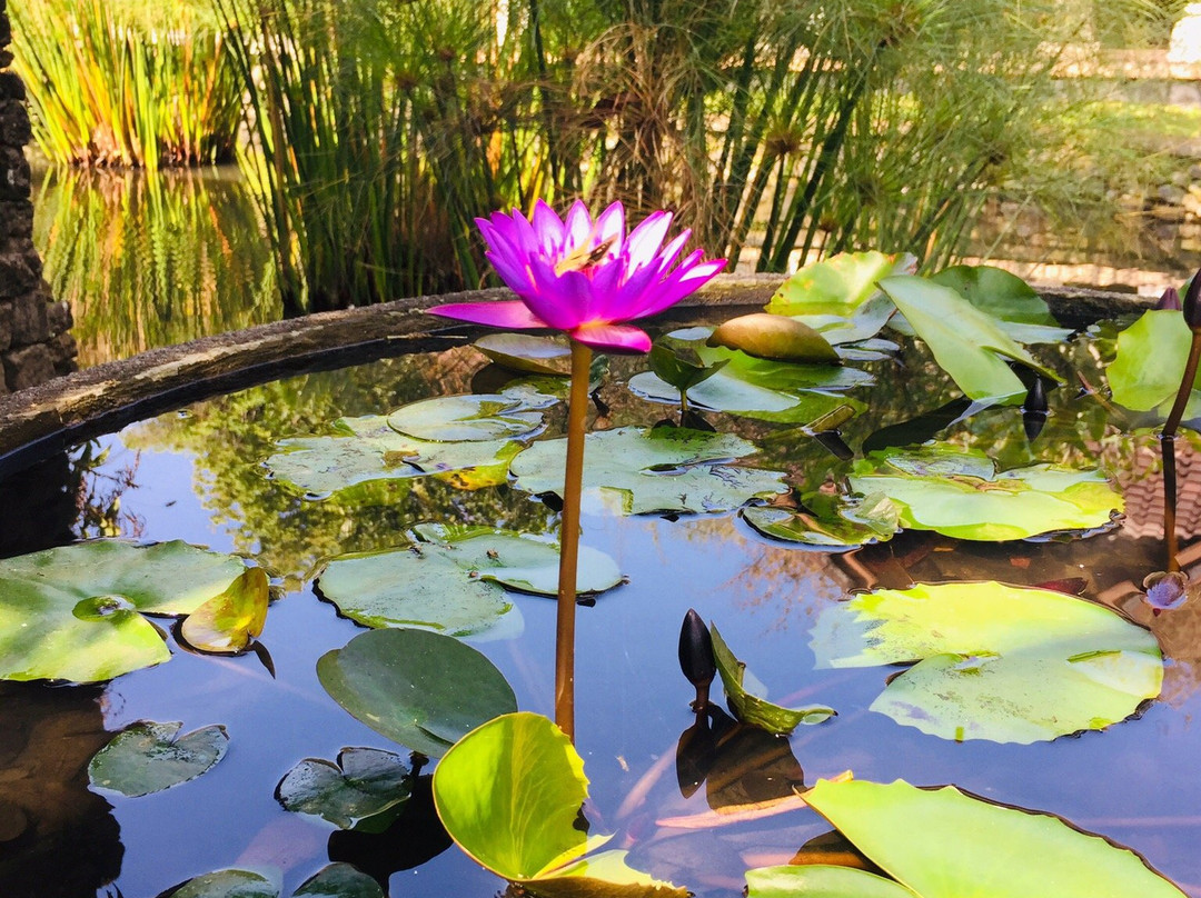 Kadek Bali Attentif-吉安雅必去景点