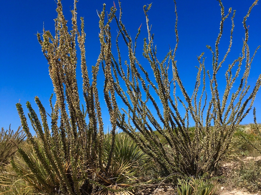 Walnut Canyon Desert Drive-卡尔斯巴德洞穴国家公园必去景点