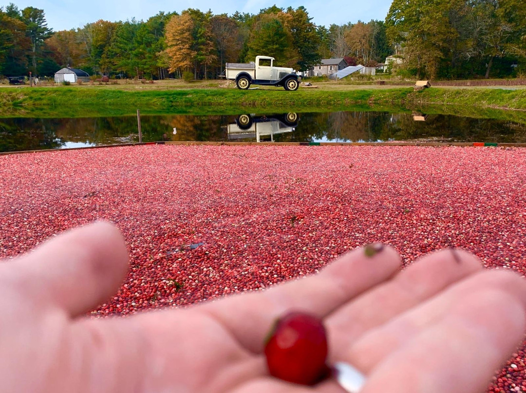 Stone Bridge Farm-Acushnet必去景点