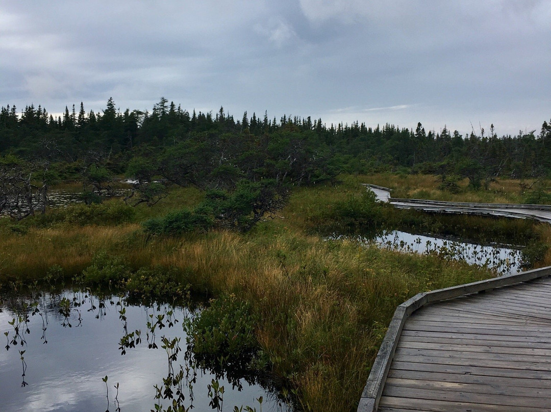 Bog Trail景点图片