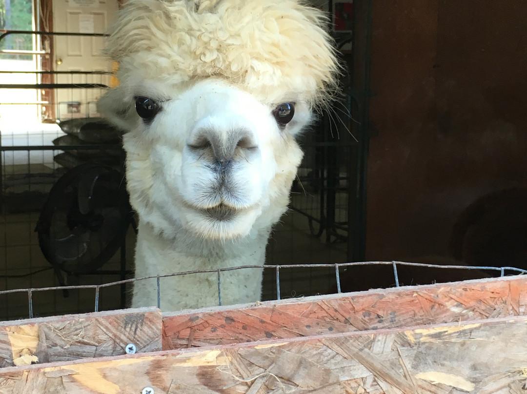 Alpaca Dreams景点图片