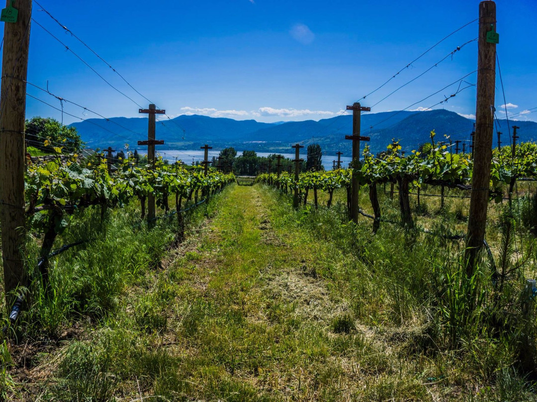 Terravista Vineyards景点图片