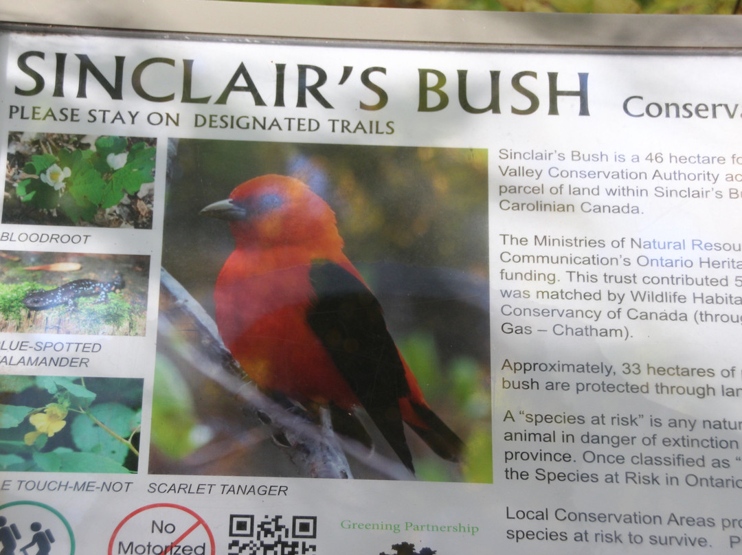 Sinclair's Bush Conservation Area景点图片