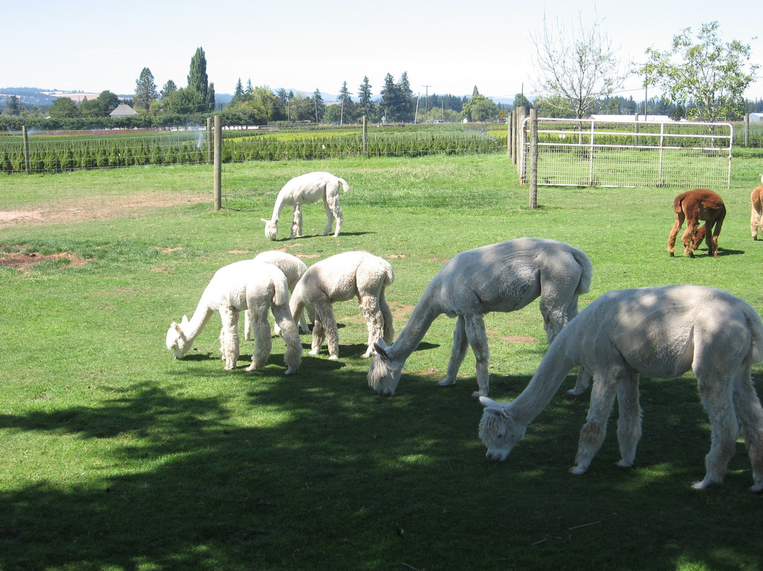 Stoneberg Alpacas