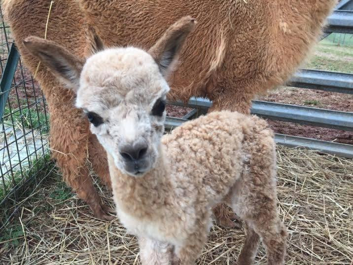 Alpacas of Smith Mountain Lake Farm景点图片