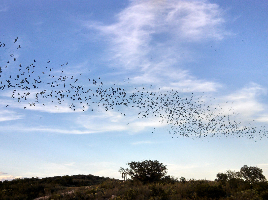 Frio Bat Flight Tours景点图片
