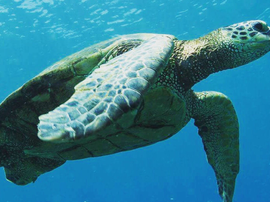 Ohana Dive Co.景点图片