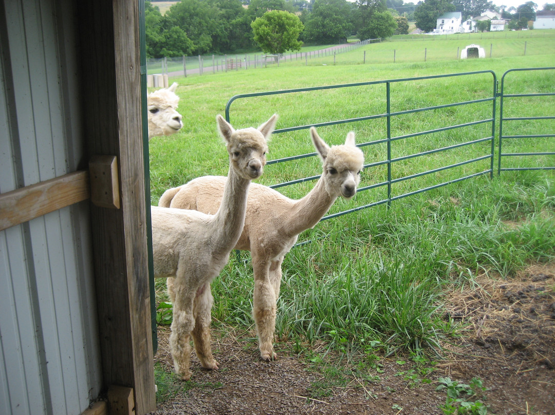 Columbia Creek Farm (Alpaca Select Group)景点图片