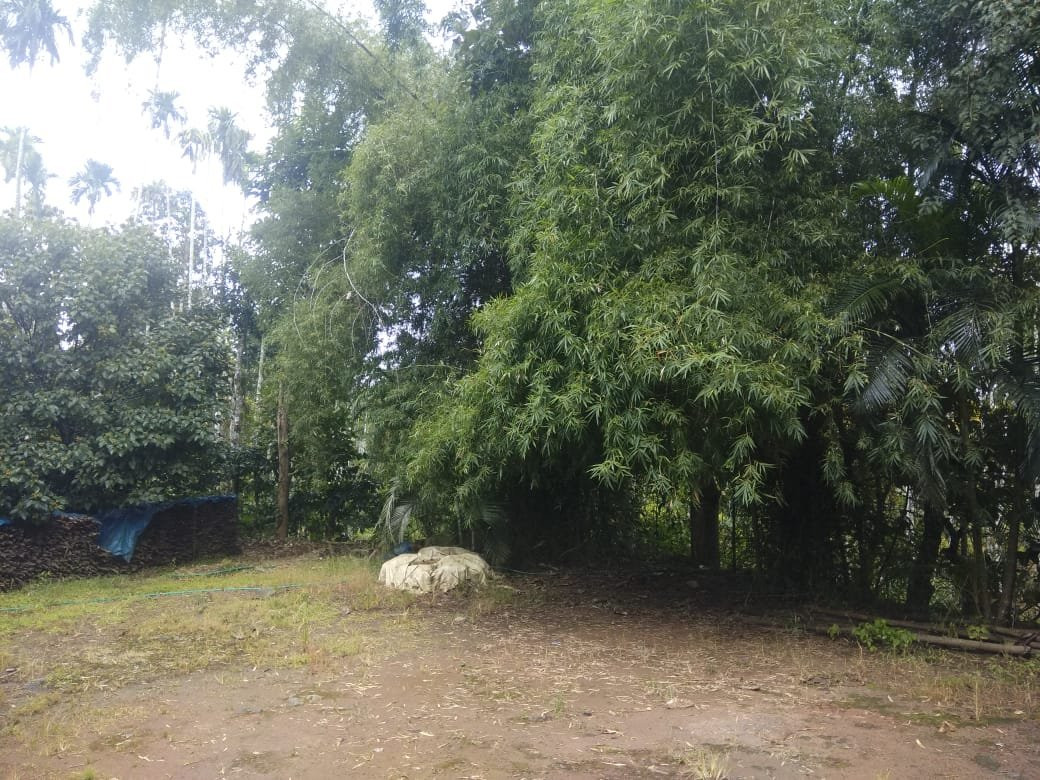 Pillowrocks Homestay主图