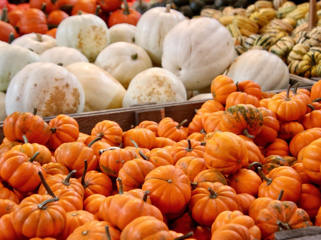 Edwards Apple Orchard-Poplar Grove必去景点