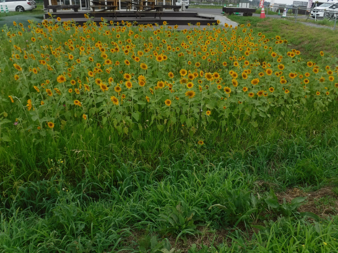 Marche Kashima-佐仓市必去景点