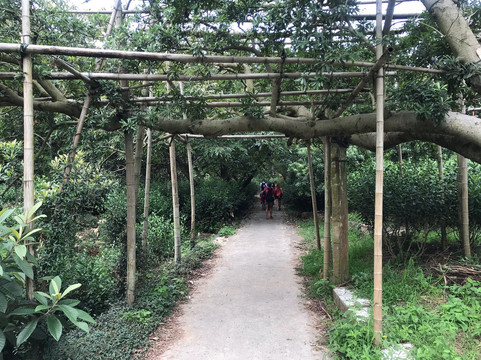 东山景区-苏州市必去景点