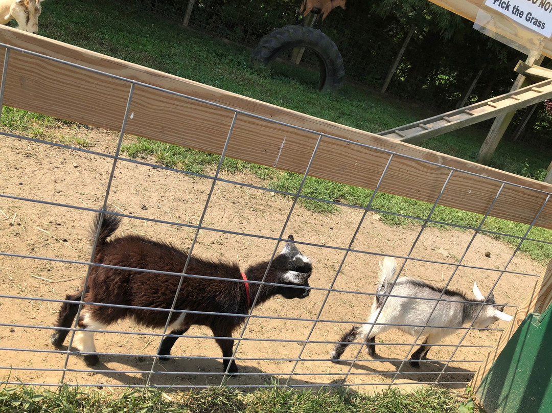 Clark's Elioak Farm-埃利科特城必去景点