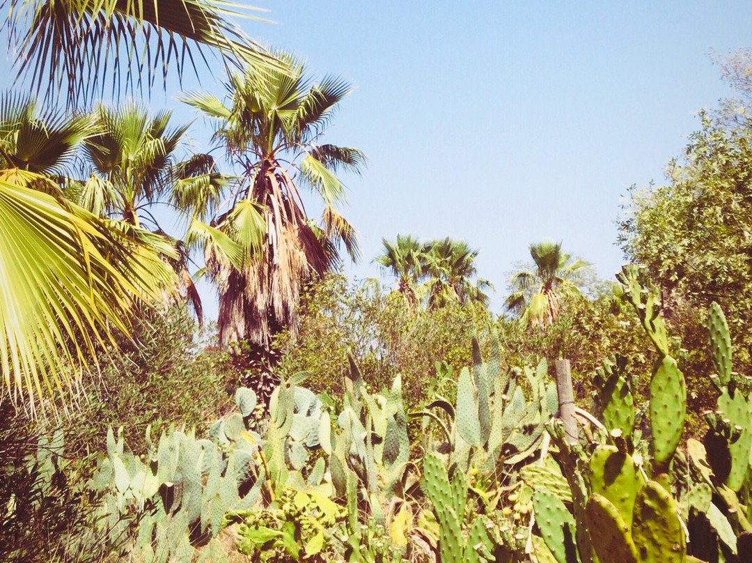 Cactus Park景点图片