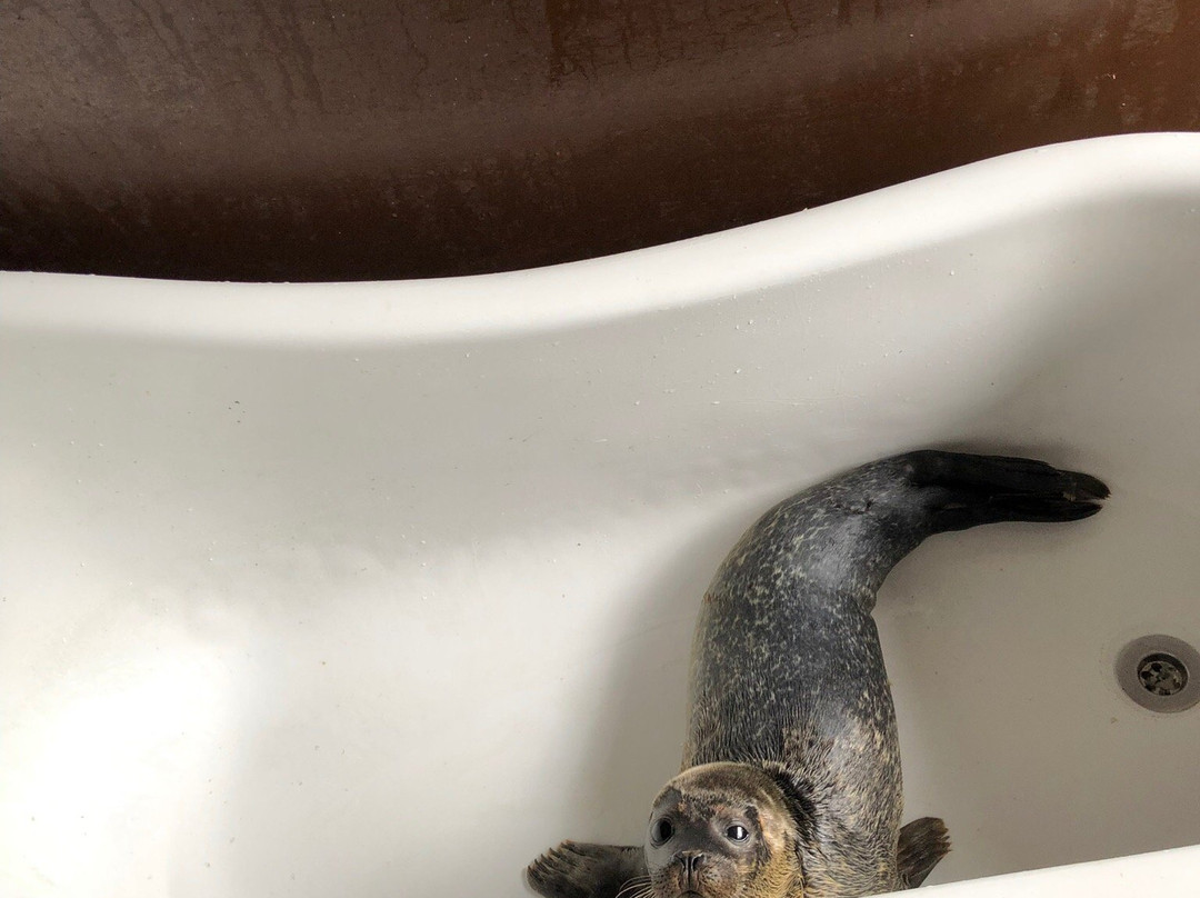 Seal Rescue Ireland-Courtown必去景点