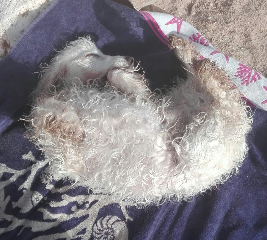 Spiaggia Animal Frendly Porto Pino-Carbonia必去景点