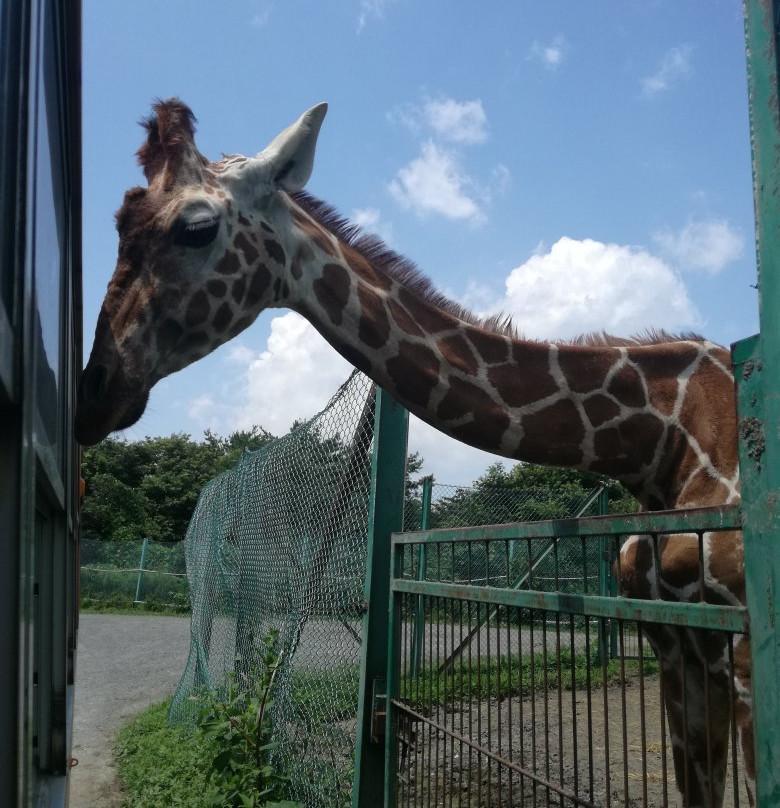 Iwate Safari Park-一关市必去景点