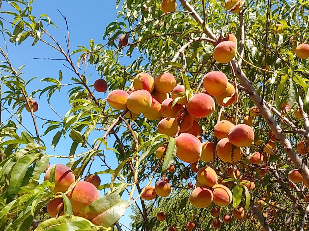 Wind Drift Orchards-Harrah必去景点