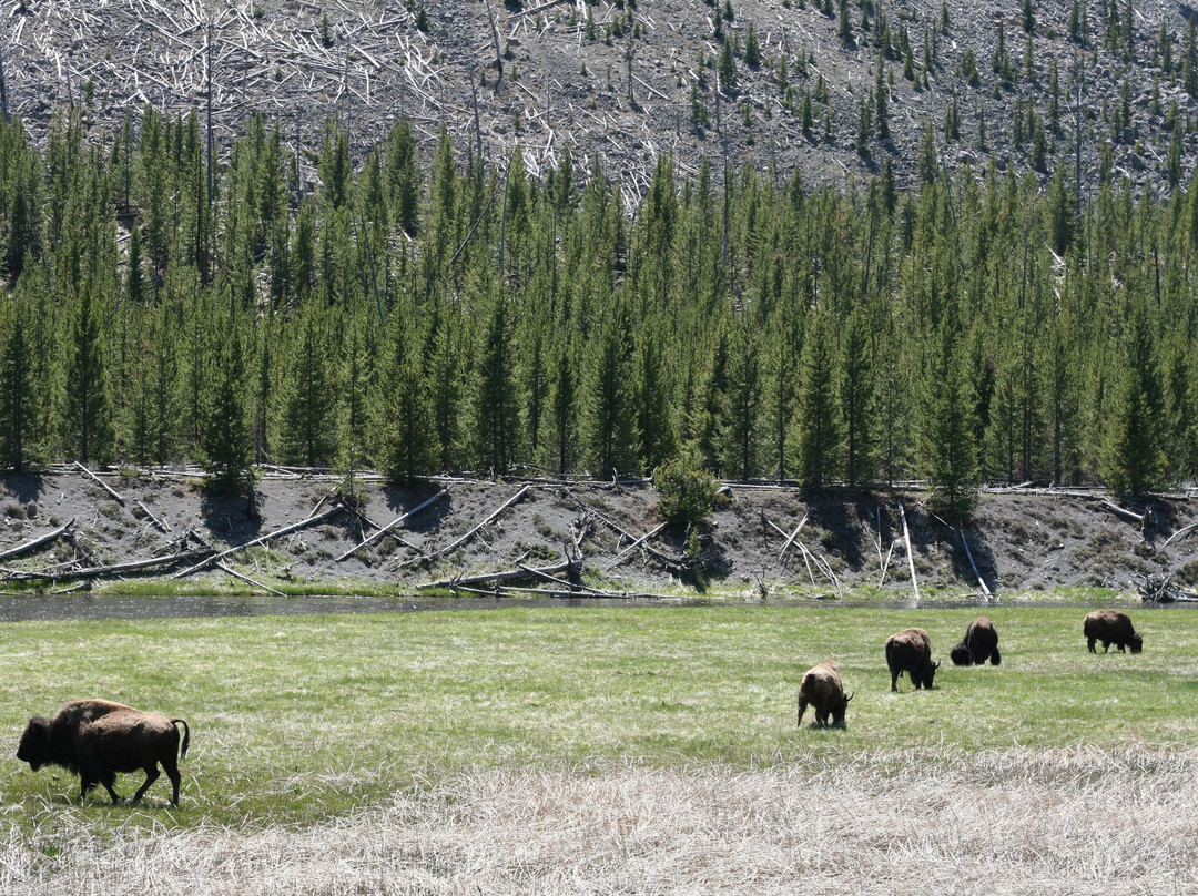 曼迪逊露营地主图