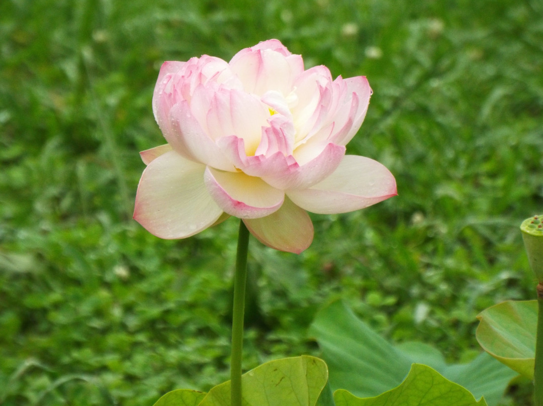 Nakai Hasuike no Sato-中井町必去景点