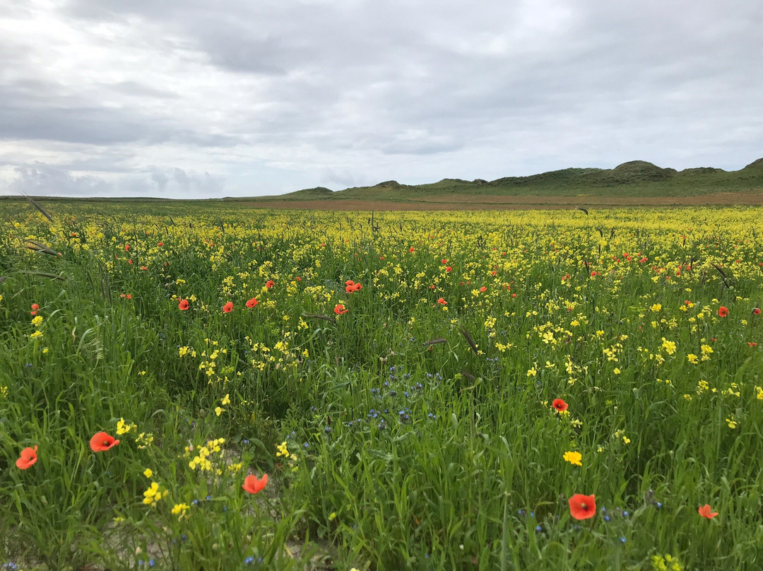 RSPB Balranald景点图片