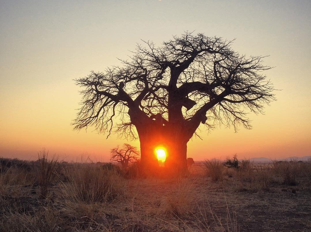 null-鲁阿哈国家公园