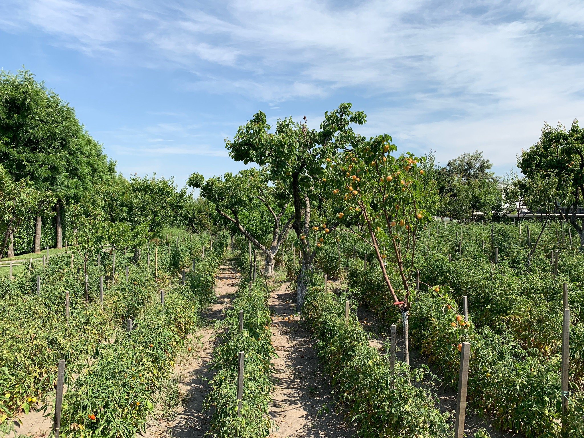 Masseria Guida-官方