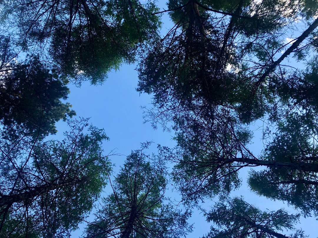 松苑森林公园-漠河县必去景点