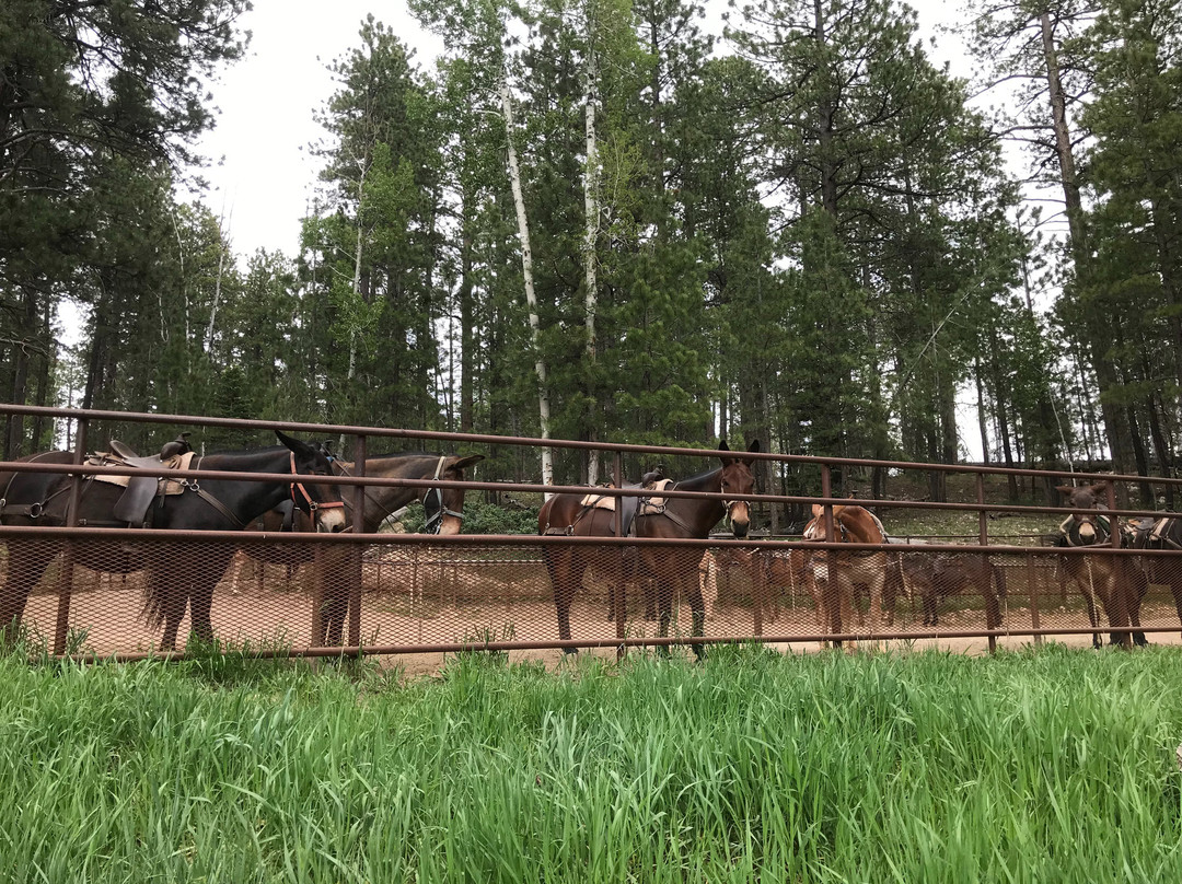 Grand Canyon North Rim Mule Rides -Tour-特罗皮克必去景点