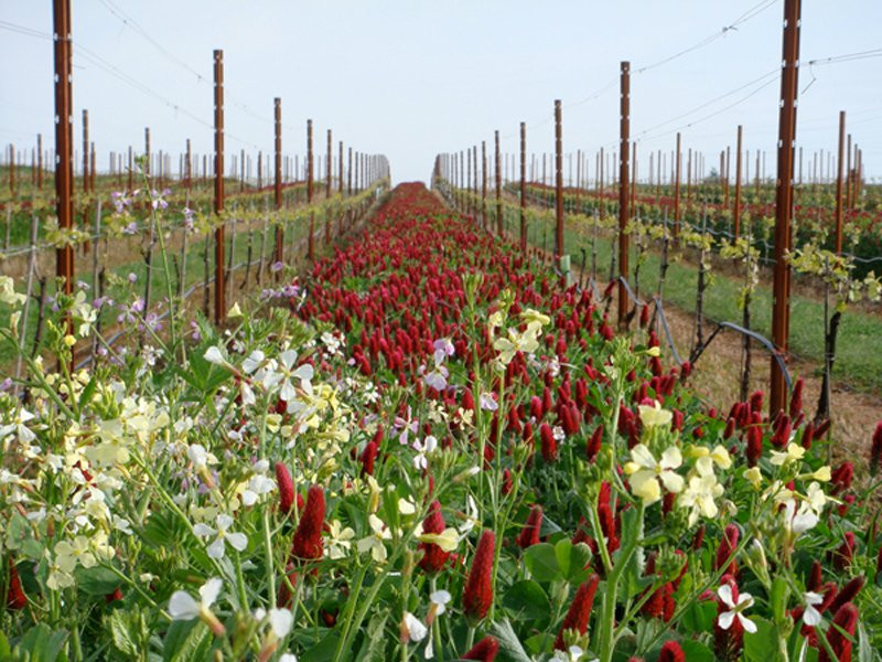 Benton-Lane Winery-Monroe必去景点