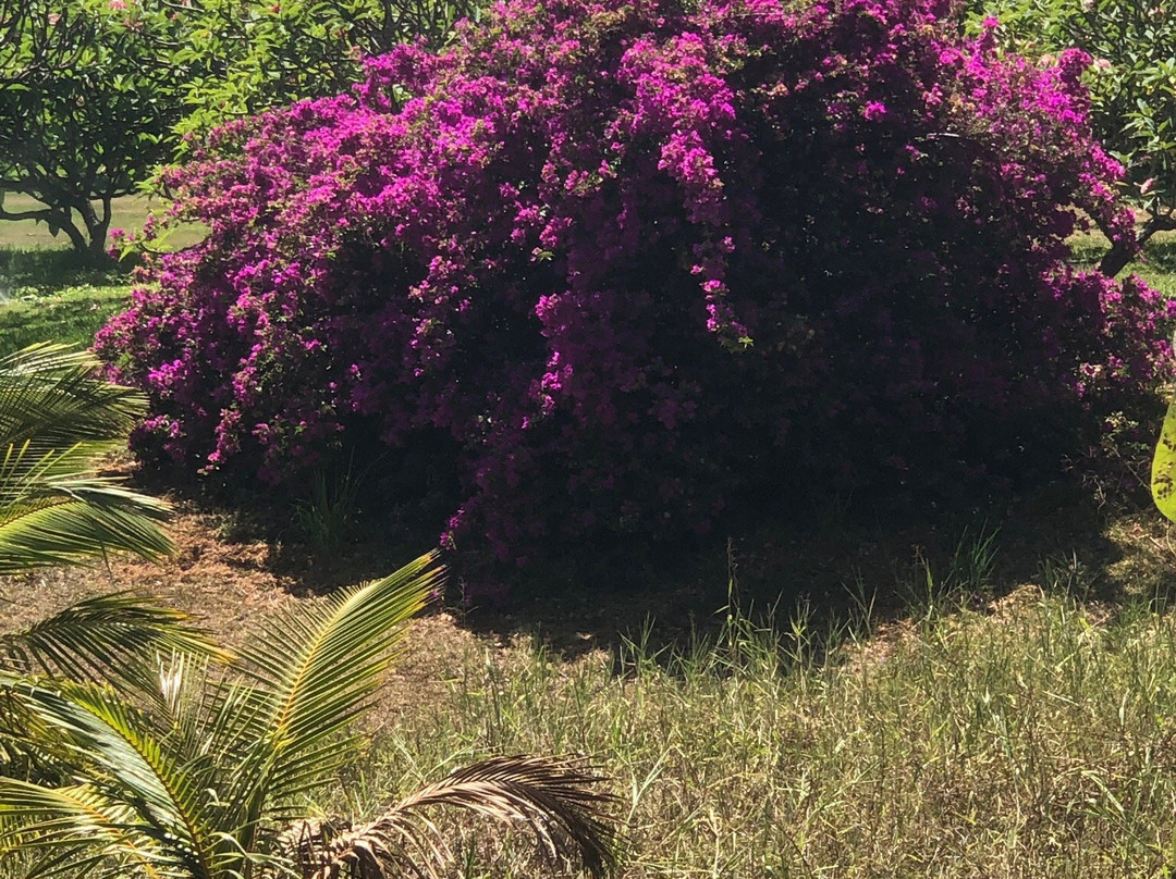 麦克布莱德花园景点图片