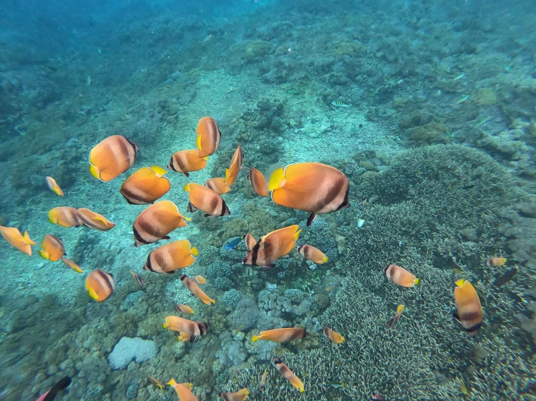 Nusa Penida Journeys景点图片