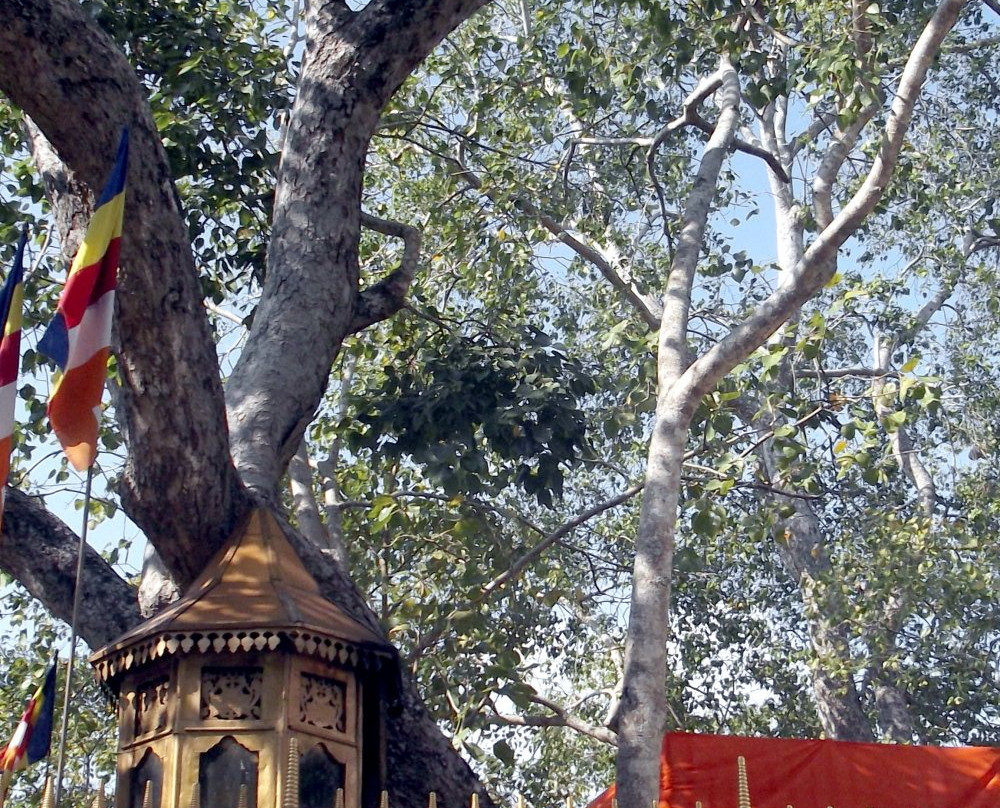 Jaya Sri Maha Bodhi景点图片
