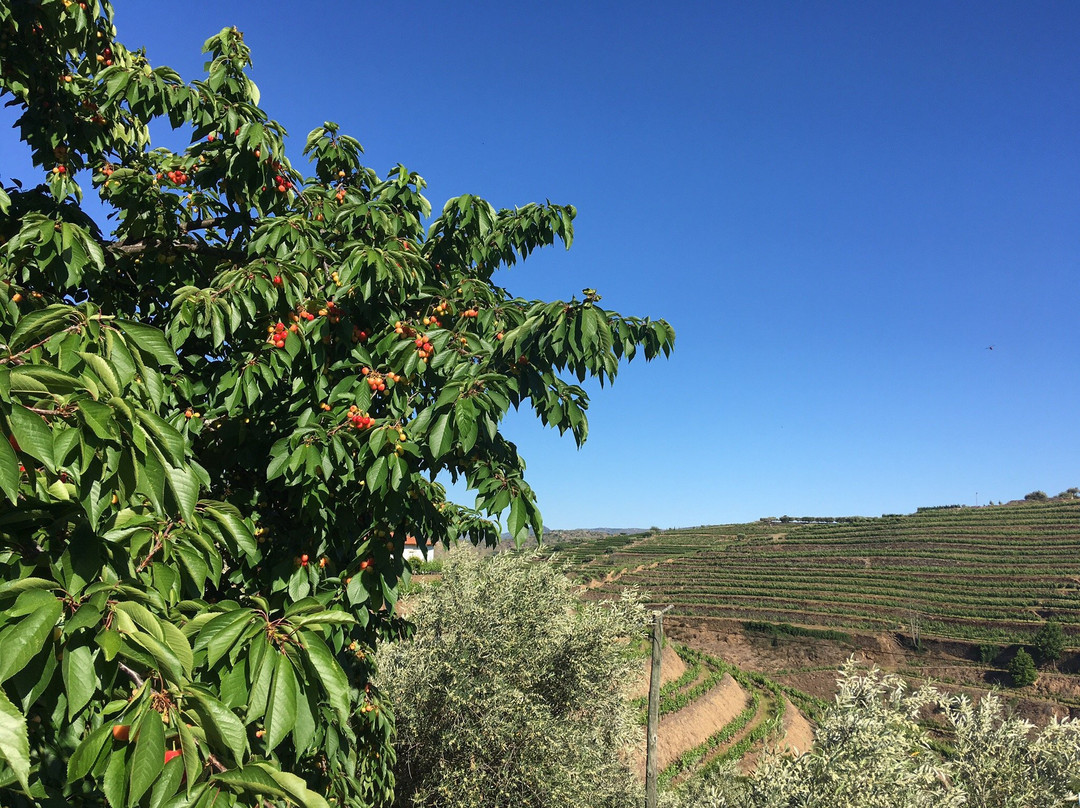 Quinta do Reconco主图