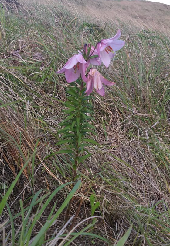 Shirui Kashung-Ukhrul必去景点