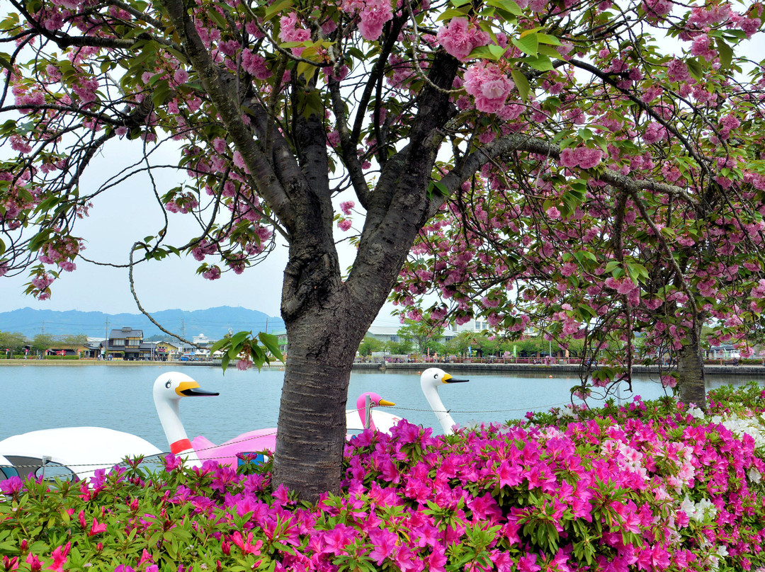 Rengejiike Park Fuji Festival景点图片