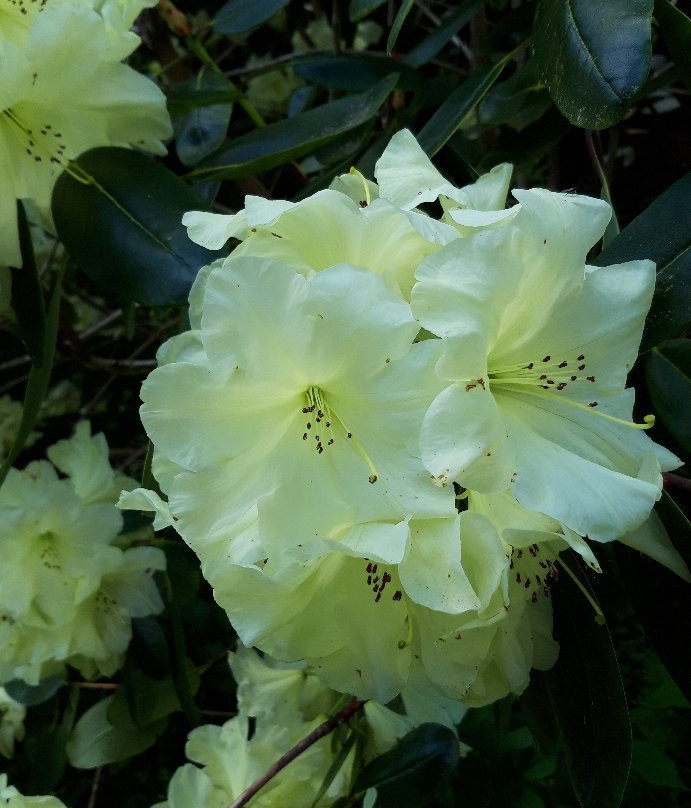 Glendoick Gardens-Glencarse必去景点
