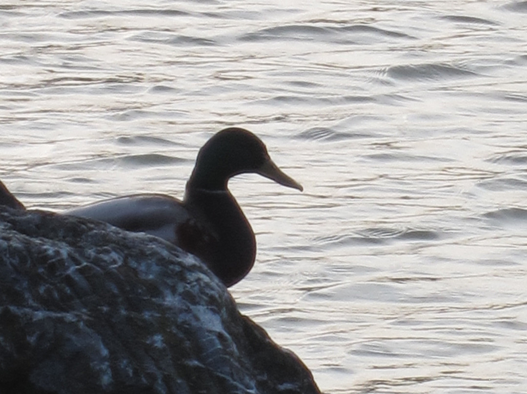 Bird-In-Hand Family Inn主图