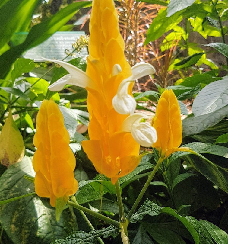 Amarillo Botanical Gardens-阿马里洛必去景点