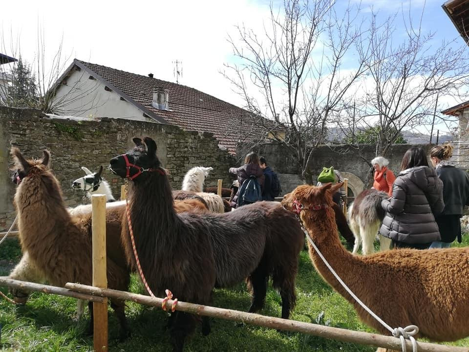 A passeggio con i Lama e gli Alpaca nelle colline selvagge del Monferrato-Cavatore必去景点