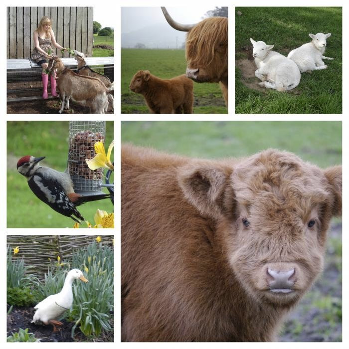 Yew Tree Farm主图