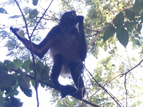 Mayans' Explorers-普拉亚德尔卡曼必去景点