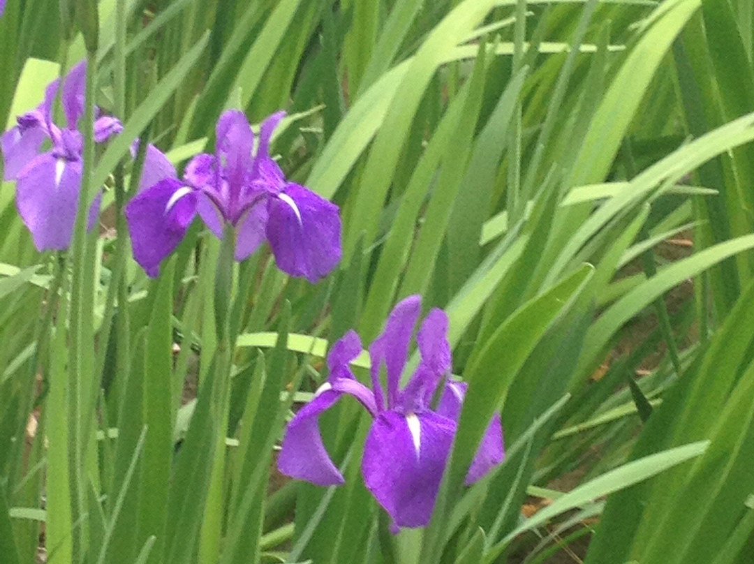 Muryoju-ji Temple-草津市必去景点